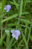 Harebell - campanula rotundifolia
