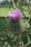 Spear thistle - cirsium vulgare