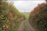 country lane, Devon