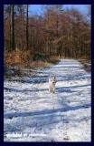 snowy walk