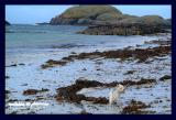 is seaweed edible?