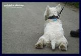 hairy paws