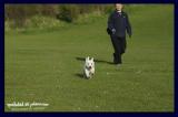 terrier skipping