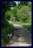where did that badger go?