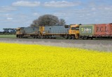 NRs and Canola