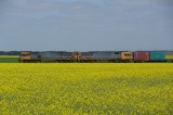 Canola Background