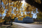 Back Lit Yellow Tree