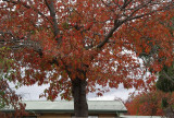 Red Tree