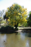 Tree and Lake