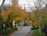 Yellow Trees