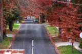 Red Leaves