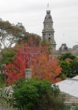 Red Tree