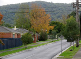 Yellow Tree