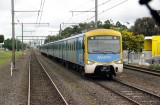 Yellows at Werribee