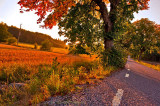 autumn in golden hour