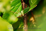 Cricket in the garden 4