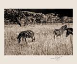 zebras in sepia