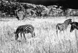 zebras