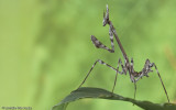 Empusa Pennata_EM96666.jpg