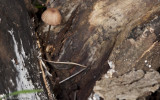 Mycena sp_EM98337.jpg