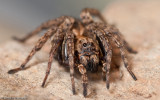 Alopecosa albofasciata_0955 EM-93710.jpg