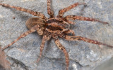 Arctosa cf. personata_0552 EM-94558.jpg