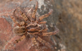 Arctosa cf. personata_0552 EM-94567.jpg
