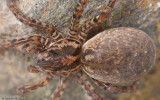 Arctosa cf. personata_0553 EM-94575.jpg