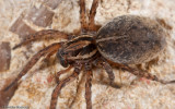 Arctosa personata_0000 EM-91030.jpg