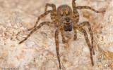 Arctosa similis_0000 EM-98650.jpg