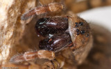 Arctosa similis_0000 EM-98704.jpg