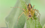 Oxyopes_0645 EM-99067.jpg