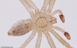 Philodromus rufus_0620 EM-97975.jpg