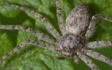 Philodromus buxi_0968 EM-94188-2.jpg