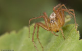 Oxyopes lineatus _FA0935 EM-91267.jpg