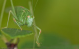 Phaneroptera nana EM-99621.jpg