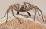 Pardosa hortensis _MA0900 EM-90096.jpg