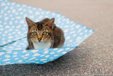 Cats and Umbrella