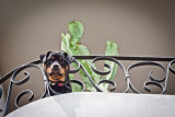 Rottweiling