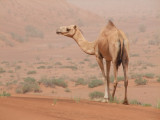 Camel en route to Hatta Dubai.jpg