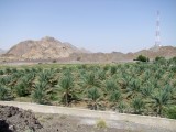 Hatta Farm.jpg