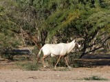 Arabian Oryx Sir Bani Yas Island Abu Dhabi 1.jpg