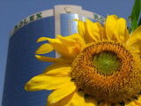 Sunflower Dubai.jpg
