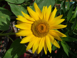Sunflower Creekside Dubai.jpg