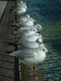 1439 20th Jan 06 Seagulls in Sharjah.JPG
