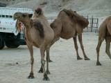 Camel Farm Kuwait.JPG