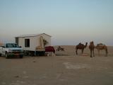 Camel Farm Kuwait.JPG
