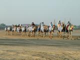 Racing Camel training at Nad Al Sheba Dubai.JPG
