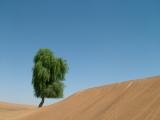 Desert Tree Dubai.JPG