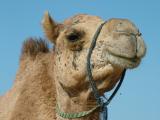 Camel Dubai.JPG